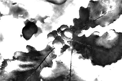 蒙古棟樹值多少錢?