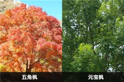 五角楓和元寶楓的區(qū)別有幾點(diǎn)?應(yīng)該怎么分別?